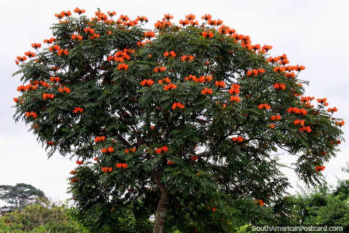 rvore com flores alaranjadas e vermelhas brilhantes no Parque Pinata em Cobija. (720x480px). Bolvia, Amrica do Sul.