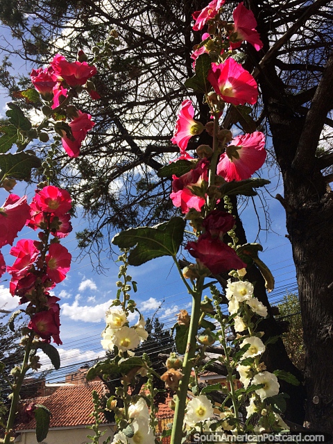 As flores rosa e brancas parecem que podem conseguir o céu, jardins em Potosi. (480x640px). Bolívia, América do Sul.