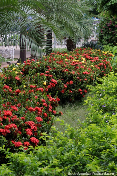 A bushy row of red and yellow flowers in the gardens of the plaza in Riberalta. (480x720px). Bolivia, South America.