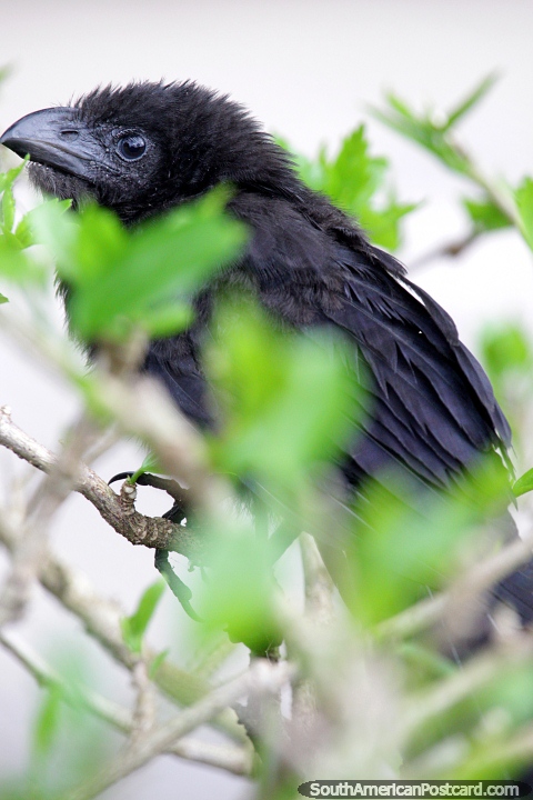 Belo pássaro preto com bico bonito e cabeça fofa, a bacia de Amazônia em Riberalta. (480x720px). Bolívia, América do Sul.