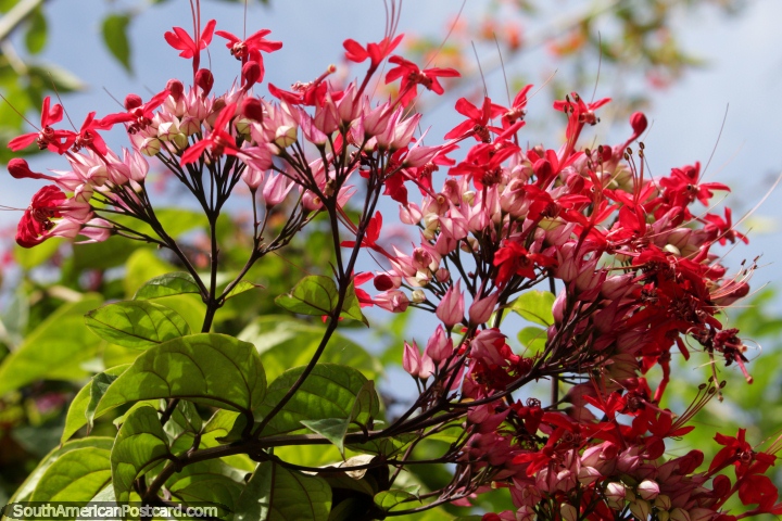 Amazing red and pink flowers reach for the sky, beautiful flora in the plaza of Riberalta. (720x480px). Bolivia, South America.