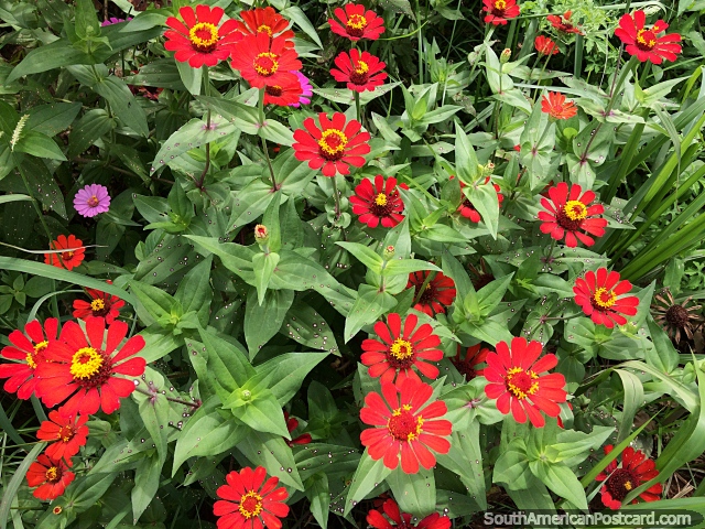 As belas flores vermelhas conseguem a luz solar em jardins em Riberalta tropical. (640x480px). Bolívia, América do Sul.