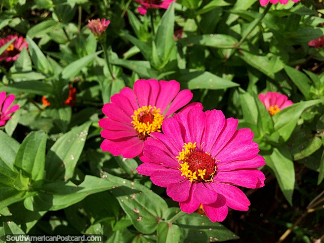 Hermosos pétalos rosados, rojos y amarillos en el medio, jardines de flores en Riberalta. (640x480px). Bolivia, Sudamerica.