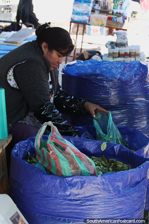La coca sale a la venta de grandes sacos azules en el mercado de Tarabuco. (480x720px). Bolivia, Sudamerica.