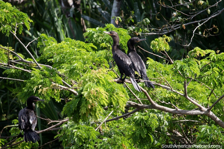 3 pájaros negros del río se sientan en un árbol al lado del río y los humedales en Trinidad. (720x480px). Bolivia, Sudamerica.