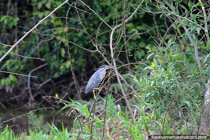 Pássaro junto do rio, procuro a vida selvagem nas áreas alagadas em Trinidad. (720x480px). Bolívia, América do Sul.
