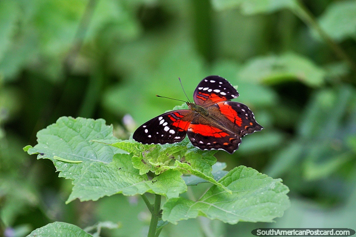 Increíble mariposa roja y negra con manchas blancas junto al río Mamore en Trinidad. (720x480px). Bolivia, Sudamerica.