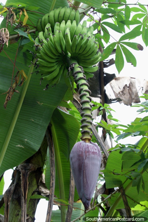 Palmera de plátano en la cuenca del Amazonas junto al río Mamore en Trinidad. (480x720px). Bolivia, Sudamerica.