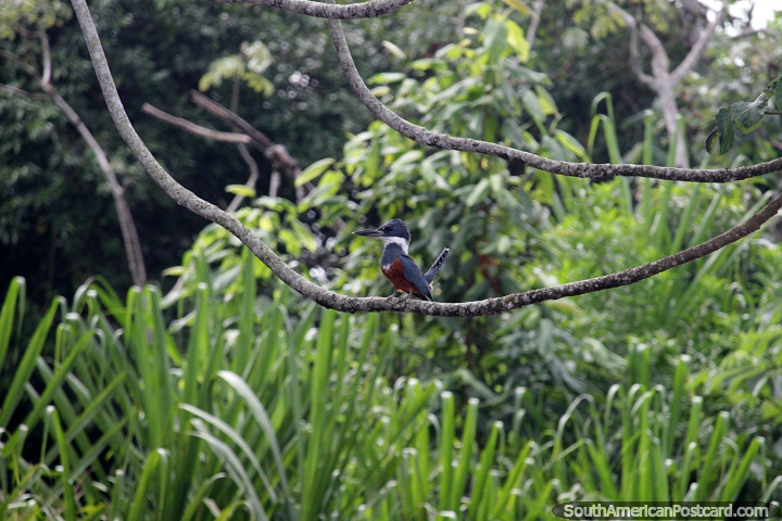 O pssaro marrom, cinza e branco senta-se empoleirou-se em um ramo junto do Rio Mamore em Trinidad. (720x480px). Bolvia, Amrica do Sul.