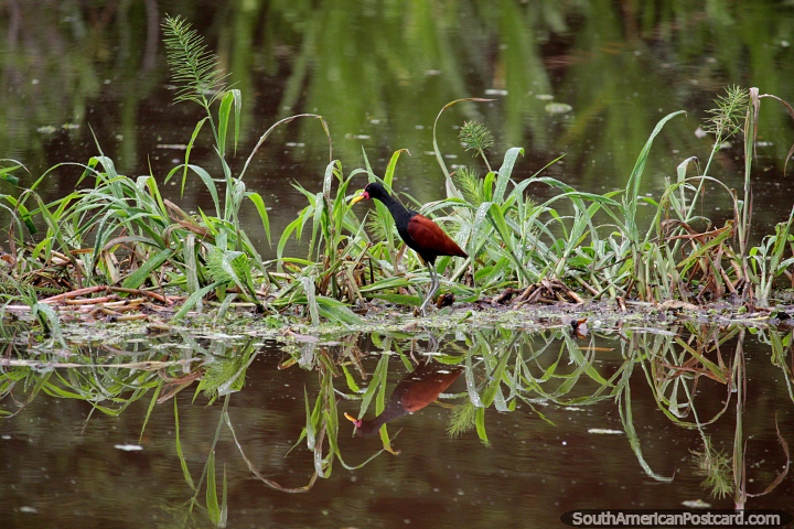 Aves negras y marrones de cara roja y pico amarillo buscan comida en los humedales de Trinidad. (720x480px). Bolivia, Sudamerica.
