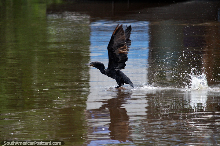El pjaro negro salpica del agua con las alas extendidas en el ro Mamore, Trinidad. (720x480px). Bolivia, Sudamerica.