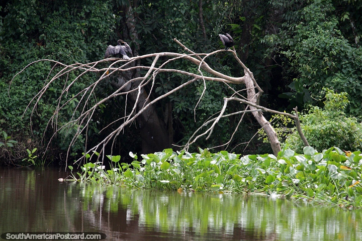 2 pássaros de rio secam as suas asas em uma árvore acima das águas nas áreas alagadas em volta de Trinidad. (720x480px). Bolívia, América do Sul.