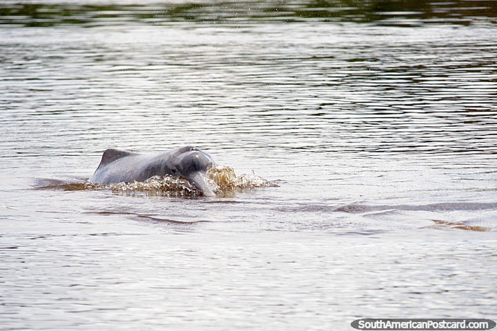 River dolphin with most of the body above water, a great sight at the Mamore River in Trinidad. (720x480px). Bolivia, South America.