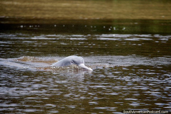 Delfines nadando en el Ro Mamore en Trinidad, una vista fantstica. (720x480px). Bolivia, Sudamerica.