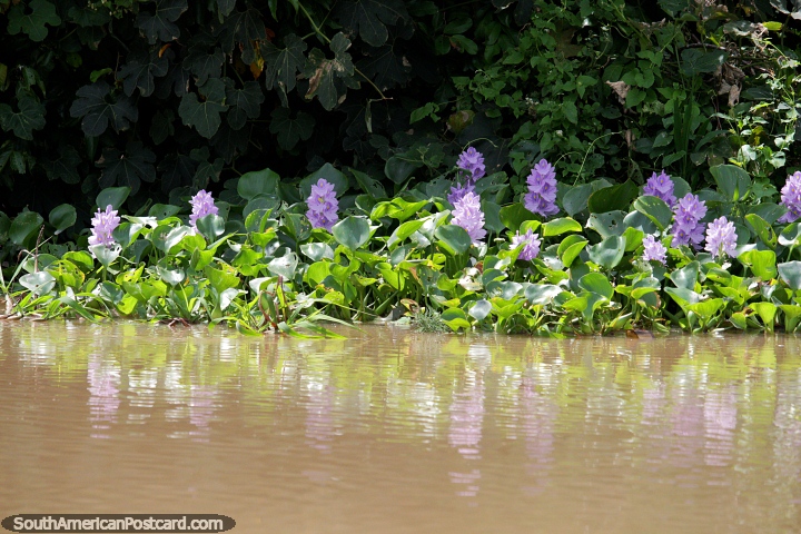 Purple flowers and lilies, a common sight in the watery Amazon basin around Trinidad. (720x480px). Bolivia, South America.