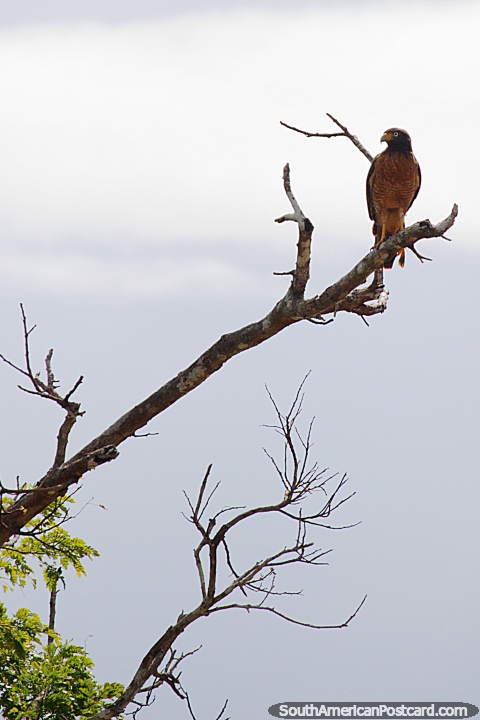 An eagle perched high in a tree top above the river and wetlands around Trinidad. (480x720px). Bolivia, South America.