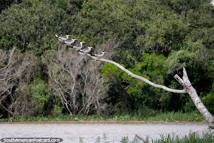 5 pássaros idênticos sucessivamente empoleiraram-se em um ramo no meio do rio em Trinidad. (720x480px). Bolívia, América do Sul.
