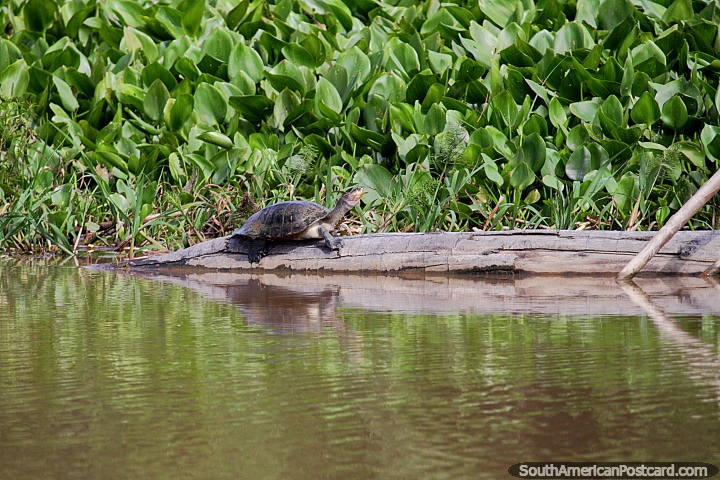 Small turtle on a log beside the green banks of the Mamore River in Trinidad. (720x480px). Bolivia, South America.