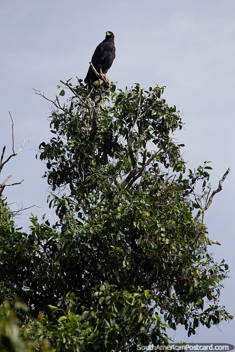 Black eagle has a grand view to spot prey in Amazon wetlands around Trinidad. (480x720px). Bolivia, South America.