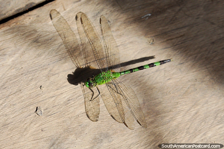 Green dragonfly boards the boat for a tour of the wetlands in Trinidad. (720x480px). Bolivia, South America.