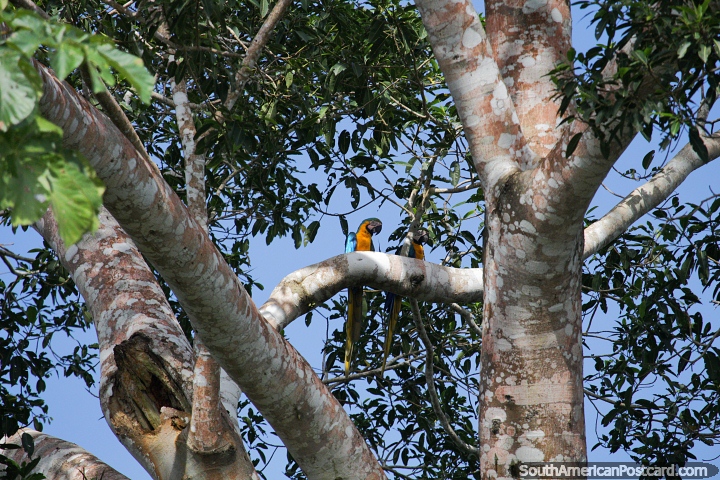 2 araras amarelas e azuis sentam-se alto em uma árvore junto do rio em Trinidad. (720x480px). Bolívia, América do Sul.