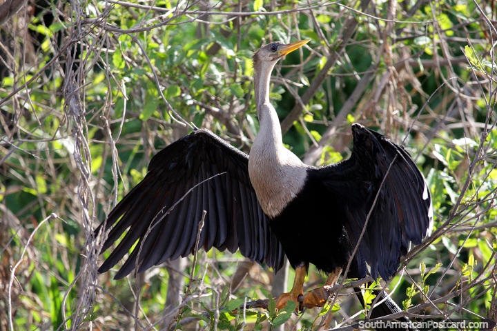 O grande pssaro de rio branco e preto seca as suas asas nas reas alagadas em volta de Trinidad. (720x480px). Bolvia, Amrica do Sul.