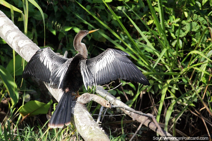 Asas de prata e pescoo marrom, um pssaro de rio seca as suas asas nas reas alagadas em volta de Trinidad. (720x480px). Bolvia, Amrica do Sul.