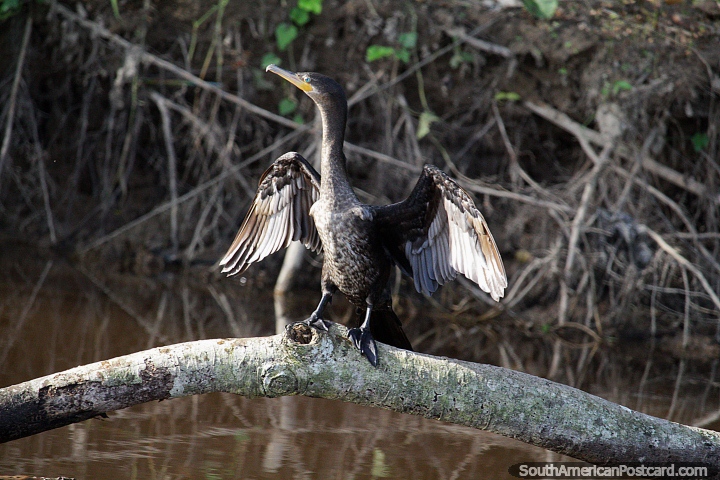 Alas extendidas, un gran ave de ro negro sobre un tronco en las aguas de Mamore en Trinidad. (720x480px). Bolivia, Sudamerica.