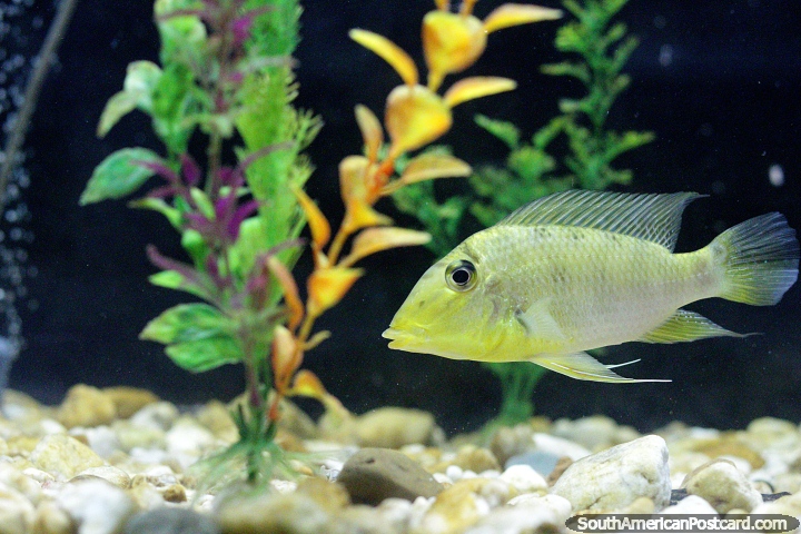 Peixe amarelo no aquário em Museu Icticola em Trinidad. (720x480px). Bolívia, América do Sul.