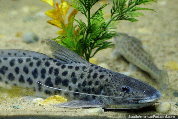 Grey and spotted catfish in the aquarium at museum Museo Icticola in Trinidad. (720x480px). Bolivia, South America.