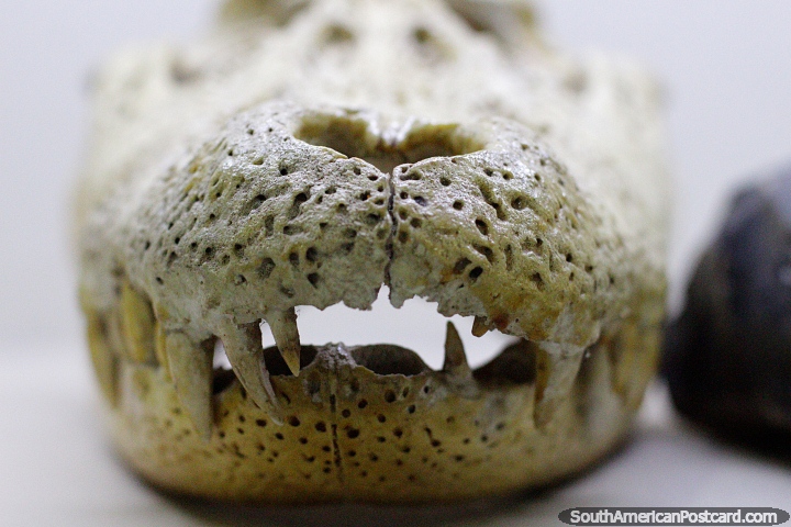 Caveira de um crocodilo em monitor em Museu Icticola em Trinidad. (720x480px). Bolívia, América do Sul.