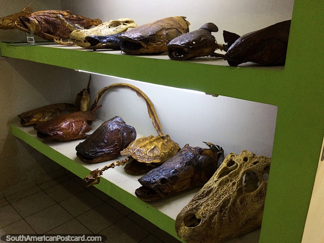 Amazing display of skulls and skeletons of various Amazon fish species at Icticola Museum, Trinidad. (640x480px). Bolivia, South America.