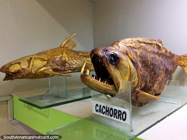 Cachorro, esqueleto de um peixe assustador que olha com dentes agudos do Amaznia em Museu Icticola em Trinidad. (640x480px). Bolvia, Amrica do Sul.