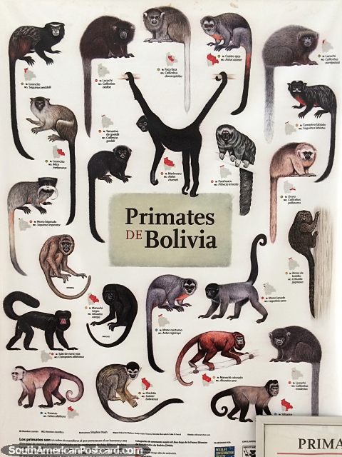 Primates of Bolivia, one of many information boards about animals and nature at museum Museo Botanico in Trinidad. (480x640px). Bolivia, South America.