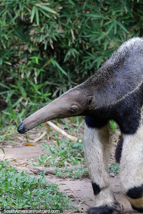 An anteater looks for ants to eat at Santa Cruz zoo. (480x720px). Bolivia, South America.