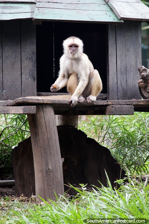 Mono capuchino, que solo se encuentra en América del Sur, de color blanco, zoológico de Santa Cruz. (480x720px). Bolivia, Sudamerica.