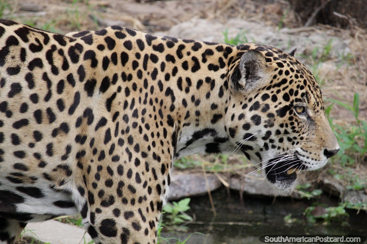Jaguar ou Tigre americano, pode capturar jacarés, jardim zoológico de Santa Cruz. (720x480px). Bolívia, América do Sul.