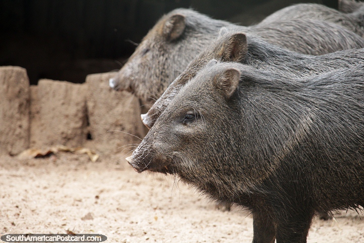 Pecari pigs, bristly with triangle-shaped heads, Santa Cruz zoo. (720x480px). Bolivia, South America.