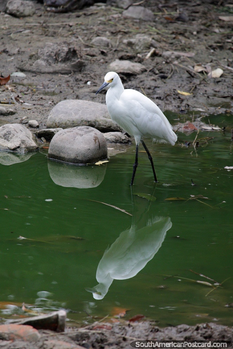 A cegonha branca procura a comida na água no jardim zoológico de Santa Cruz. (480x720px). Bolívia, América do Sul.