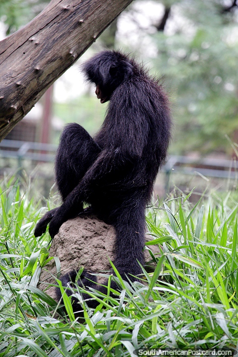 O macaco de aranha, completamente preto, encontrado na Bolvia, Brasil e Peru, vive para 40 anos, jardim zoolgico de Santa Cruz. (480x720px). Bolvia, Amrica do Sul.