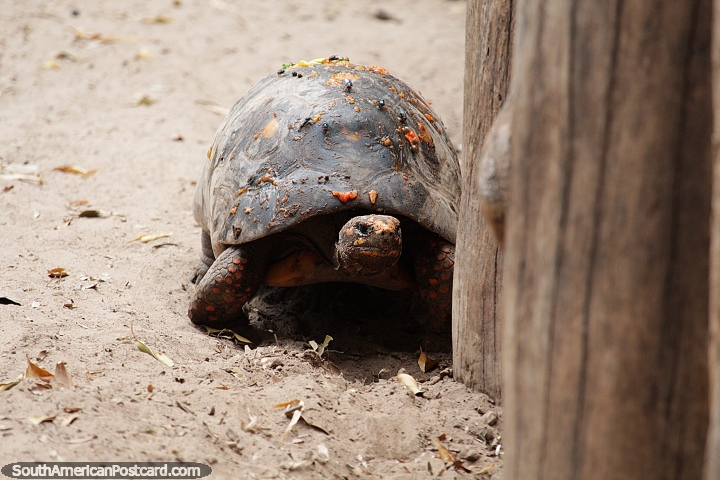 Red-footed turtle, they live for 100yrs, found in Central and South America, Santa Cruz zoo. (720x480px). Bolivia, South America.