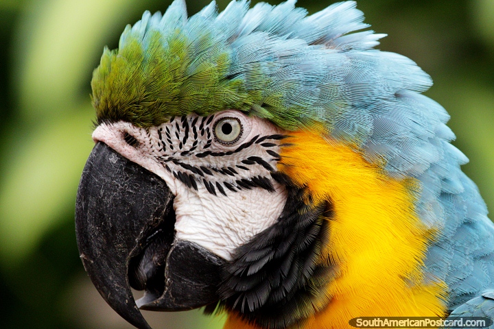 Blue, yellow and green macaw, get up close at the bird sanctuary at Santa Cruz zoo. (720x480px). Bolivia, South America.