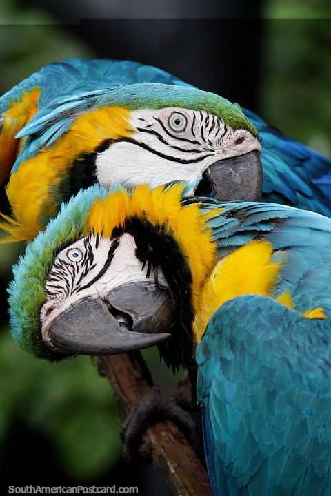 Par de guacamayos juegan y araan en el santuario de aves en el zoolgico de Santa Cruz. (480x720px). Bolivia, Sudamerica.