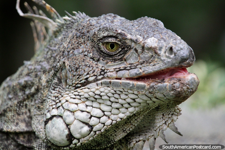Uma iguana, um rptil assombroso, escalas e pele spera, jardim zoolgico de Santa Cruz. (720x480px). Bolvia, Amrica do Sul.