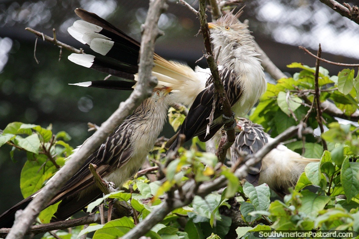 3 pjaros atrevidos en un rbol hasta la travesura en el santuario de aves en el zoolgico de Santa Cruz. (720x480px). Bolivia, Sudamerica.