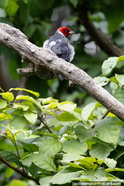 Grey bird with a bright red head sits on a branch at Santa Cruz zoo. (480x720px). Bolivia, South America.