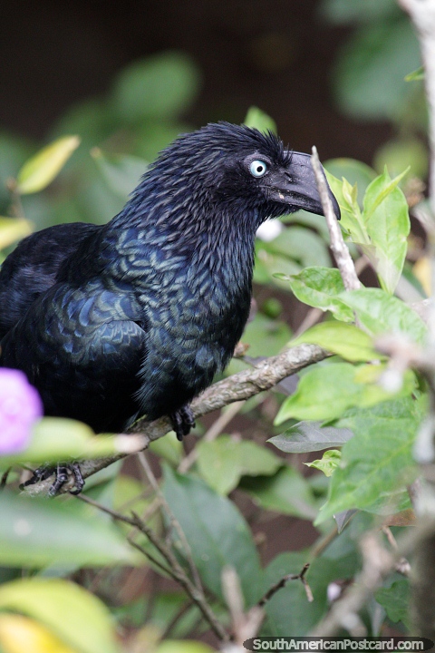 Cuervo, pjaro negro oscuro con tonos de azul en el santuario de aves en el zoolgico de Santa Cruz. (480x720px). Bolivia, Sudamerica.