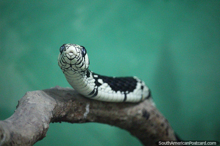 A cobra preta e branca, no venenosa, cresce a 2,5 metros no comprimento, jardim zoolgico de Santa Cruz. (720x480px). Bolvia, Amrica do Sul.