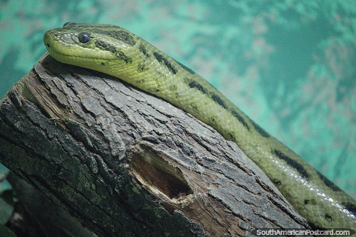 Large green anaconda, snake from the Beni, Pando and Santa Cruz regions, grows to 5 meters, Santa Cruz zoo. (720x480px). Bolivia, South America.