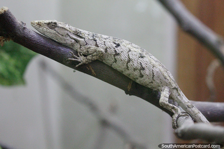 Chameleon, found in Bolivia, Brazil and Peru, 30cm long, changes from coffee to green color, Santa Cruz zoo. (720x480px). Bolivia, South America.